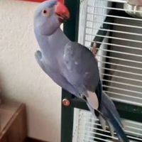 Parocchetto collare allevato mano blu giovane