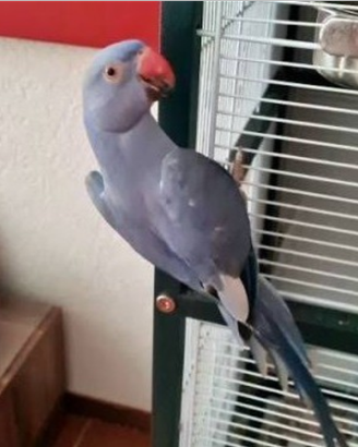 Parocchetto collare allevato mano blu giovane