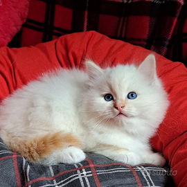 Cucciolo di Ragdoll WhiteAngels Red One