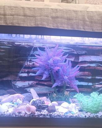 acquario 10*30*45