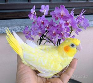 Calopsite e conuro guance verdi