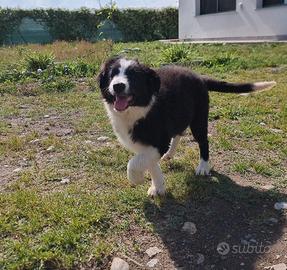 Border collie