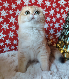 Scottish gold femminuccia