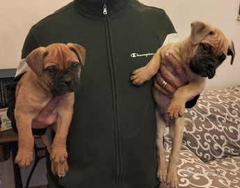 Cuccioli di bullmastiff