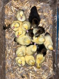 Anatroccoli pulcini pulcinotti anatra muta