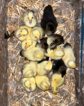 Anatroccoli pulcini pulcinotti anatra muta