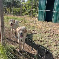 Cucciolona di labrador
