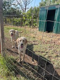 Cucciolona di labrador