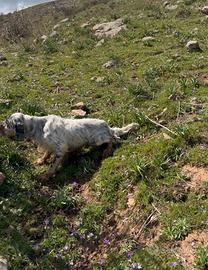 Cucciola Setter