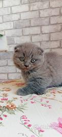Gattini british
