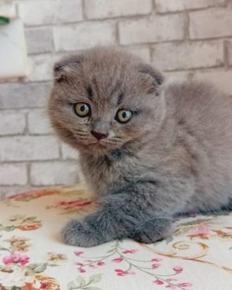 Gattini british