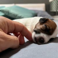 Cuccioli jack russell pelo ruvido