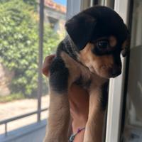Cuccioli di cane