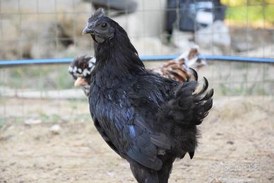 Ayam Cemani