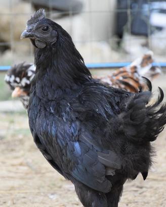 Ayam Cemani