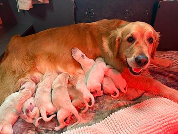 Golden retriever
