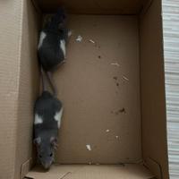 Splendidi ratti colorazione bianca e grigia