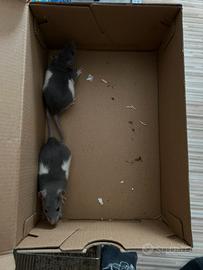 Splendidi ratti colorazione bianca e grigia