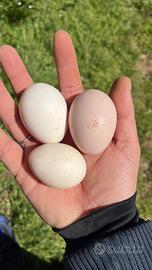 Galline ornamentali