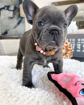 BULLDOG FRANCESE - FRENCH BOULEDOGUE top CUCCIOLI