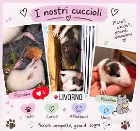 Cuccioli ratti domestici 