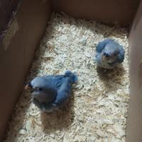 Pappagalli pulli da imbecco inseparabili