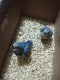 Pappagalli pulli da imbecco inseparabili