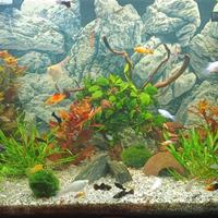 Guppy platy molly e postaspada