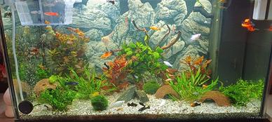 Guppy platy molly e postaspada