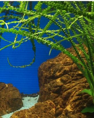 Crinum calamistratum (pianta acquatica acquario )