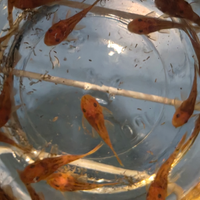 Ancistrus red