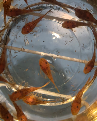 Ancistrus red
