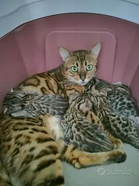 Cuccioli di gatto Bengala