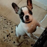 Cucciolo di bulldog francese Toy