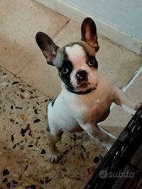 Cucciolo di bulldog francese Toy