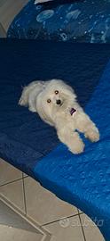 Maltese