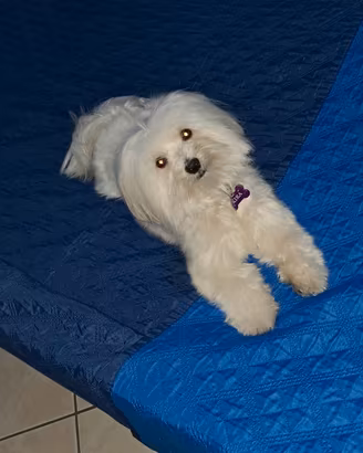 Maltese