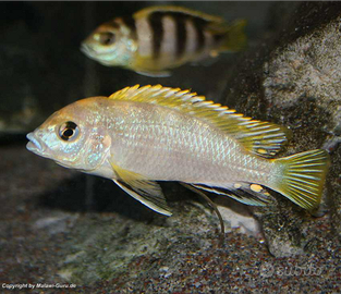 Ciclidi mbuna lago Malawi