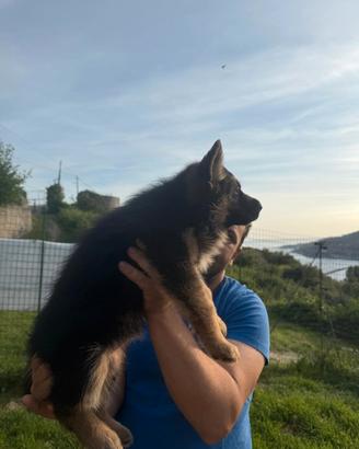 Cuccioli di pastore tedesco
