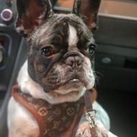 Cane bulldog francese