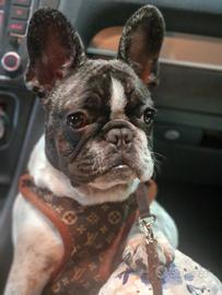 Cane bulldog francese