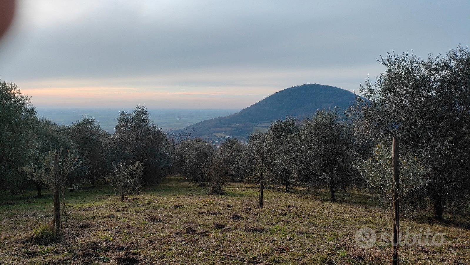 Terreno agricolo sui Colli Euganei - Vista 2