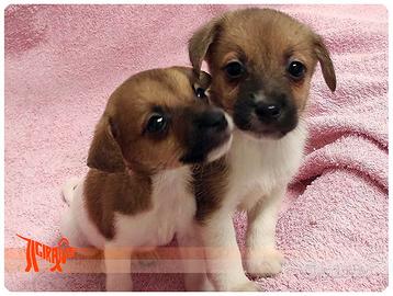Cuccioli di JACK RUSSEL TERRIER