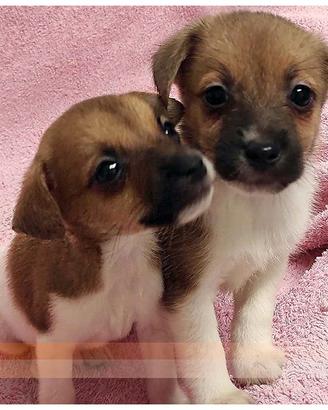 Cuccioli di JACK RUSSEL TERRIER