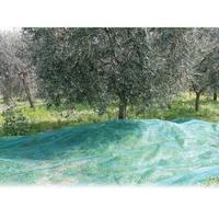 raccolta olive
