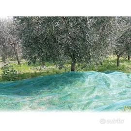 raccolta olive