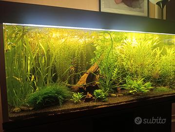potature piante acquario