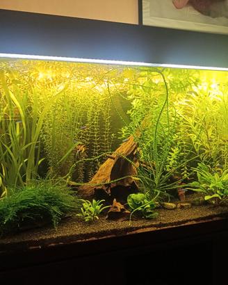 potature piante acquario