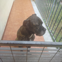 Cane corso boxer