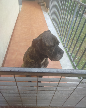 Cane corso boxer